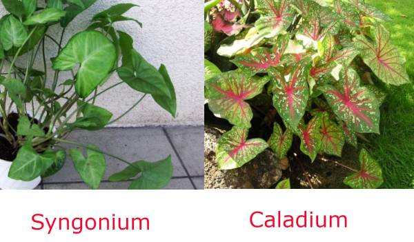 Caladium Vs Syngonium