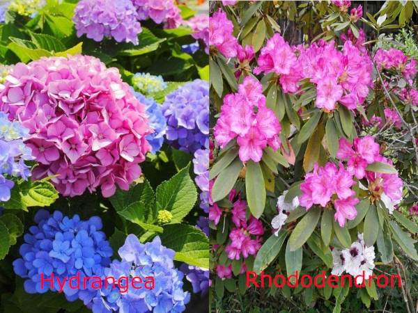 Hydrangea vs Rhododendron