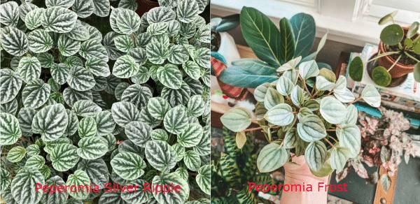 Peperomia Silver Ripple Vs Fros