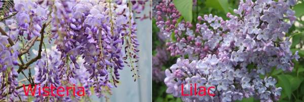 Wisteria Vs Lilac