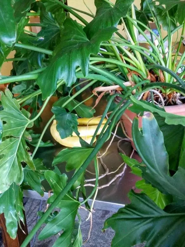 How To Propagate Split Leaf Philodendron