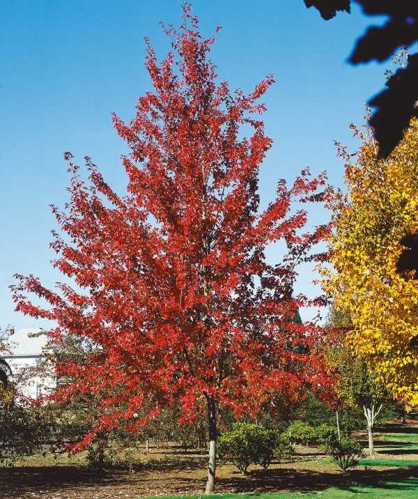 Autumn Fantasy Maple
