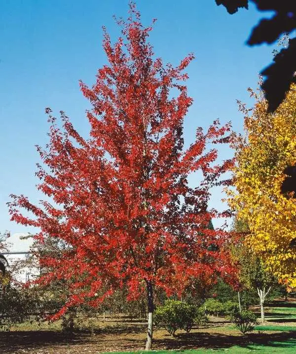 Autumn Fantasy Maple