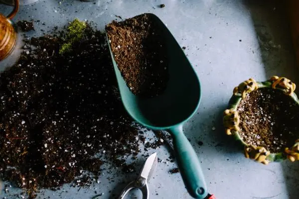 Best potting mix for indoor plants