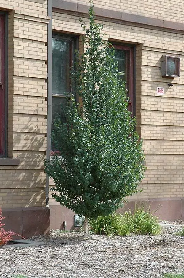 Dakota Pinnacle Birch