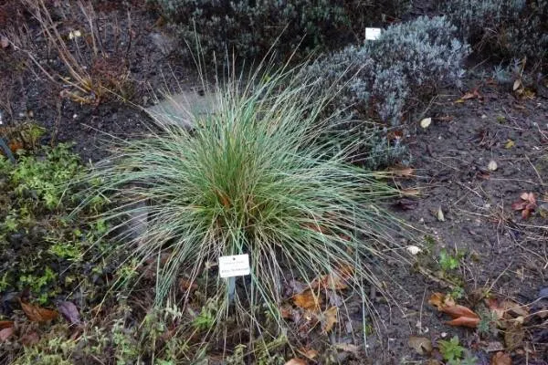 Festuca mairei