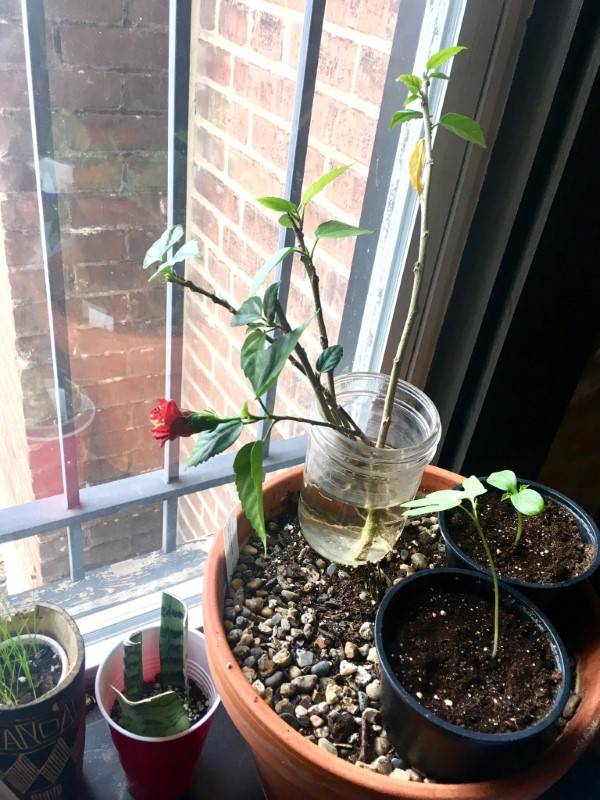 How To Propagate Hibiscus