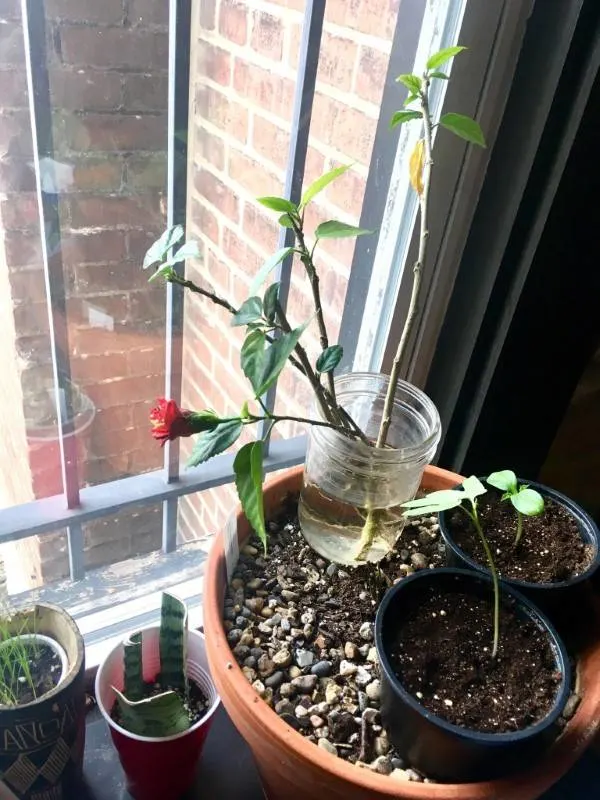 How To Propagate Hibiscus