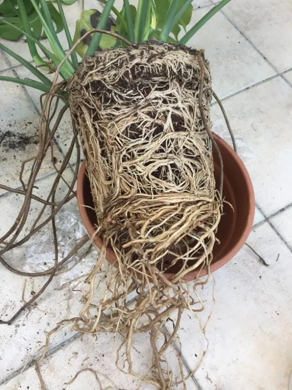 How To Repot A Monstera