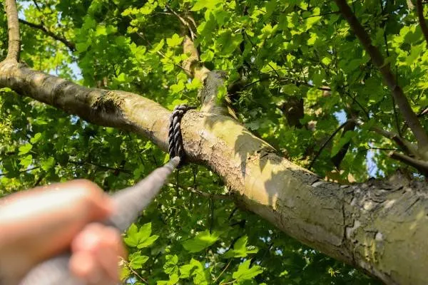 How To Take Down A Tree With Ropes