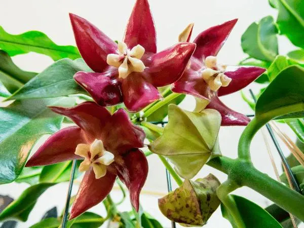 Hoya Imperialis