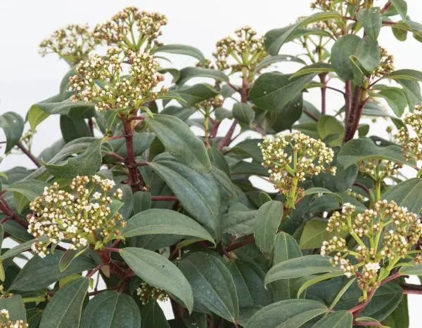 Moonlit Lace Viburnum
