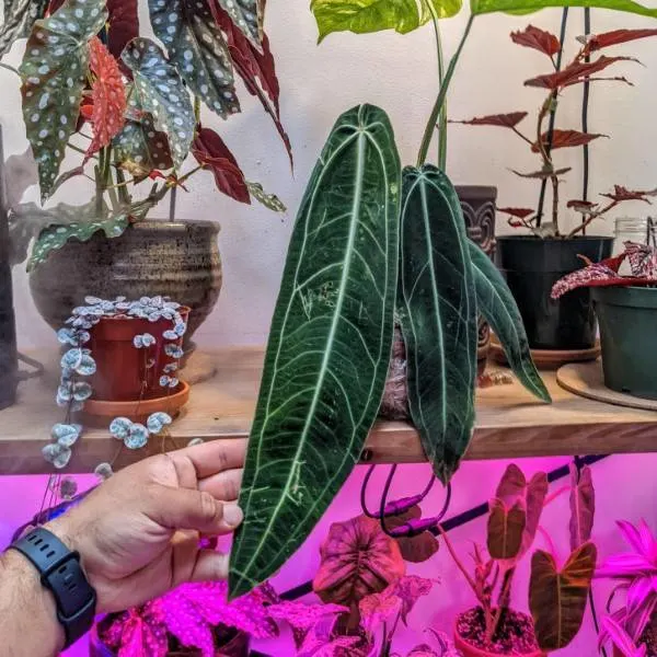 Queen Anthurium