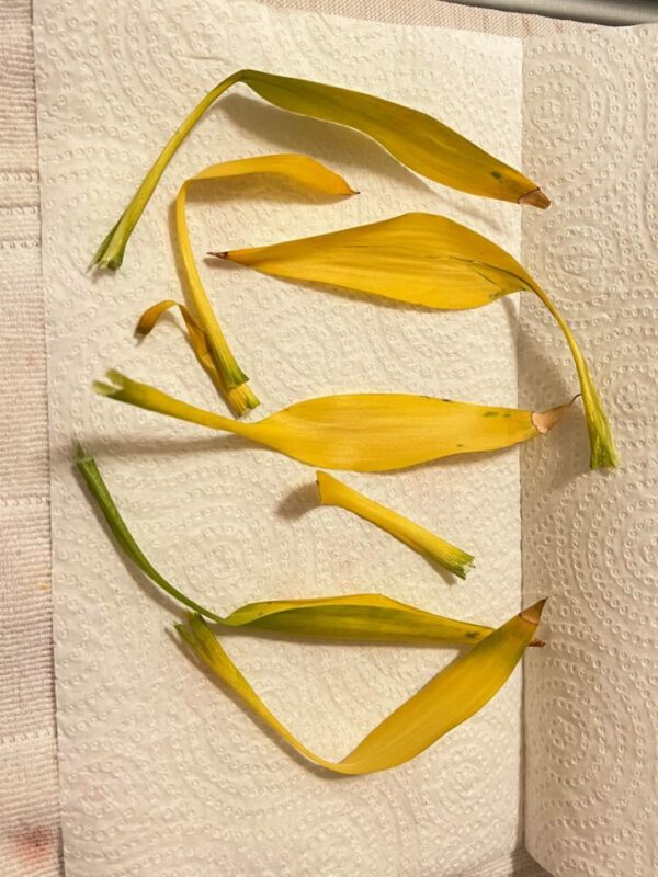 11yo lucky bamboo leaves turning yellow Why are my bamboo leaves turning yellow scaled