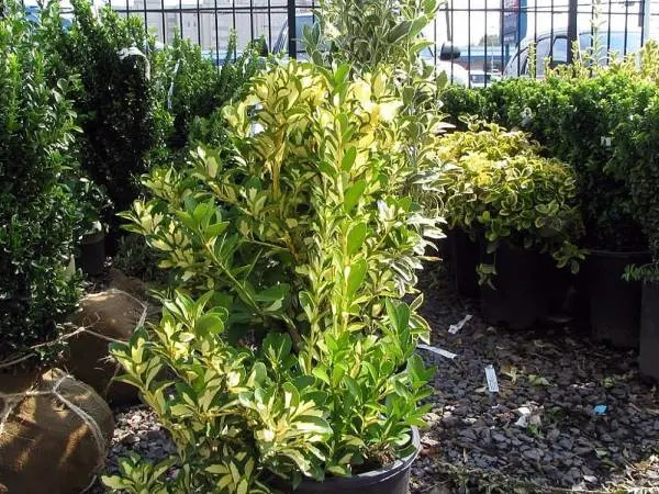Chollipo Euonymus 2