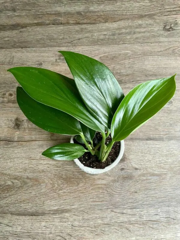 Dragon Tail Plant