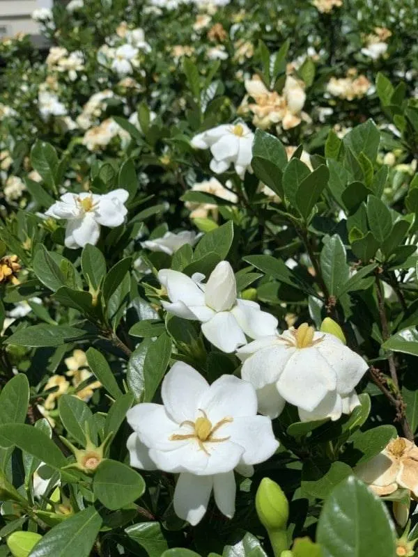 How To Deadhead Gardenias