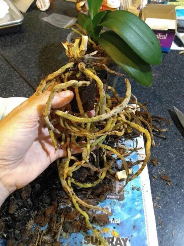 How To Tell If An Orchid Is Dead