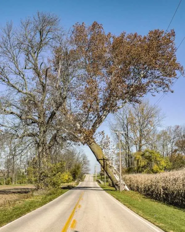How to Fell a Leaning Tree in Opposite Direction
