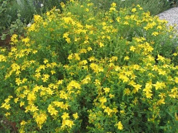 How to Prune St. Johns Wort Bush