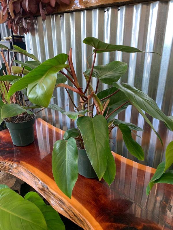 Philodendron Red Emerald 1