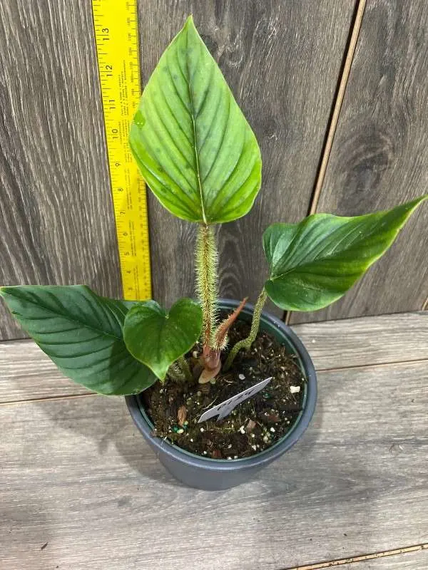 Philodendron Serpens 1