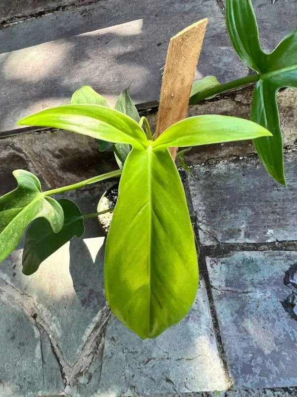 Philodendron Tripartitum 1