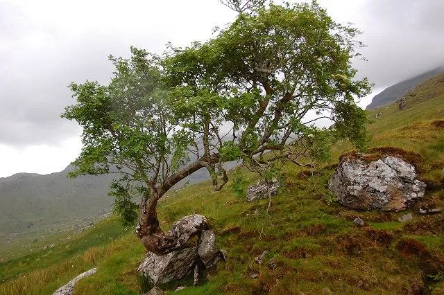 When Do Trees Grow The Most 1