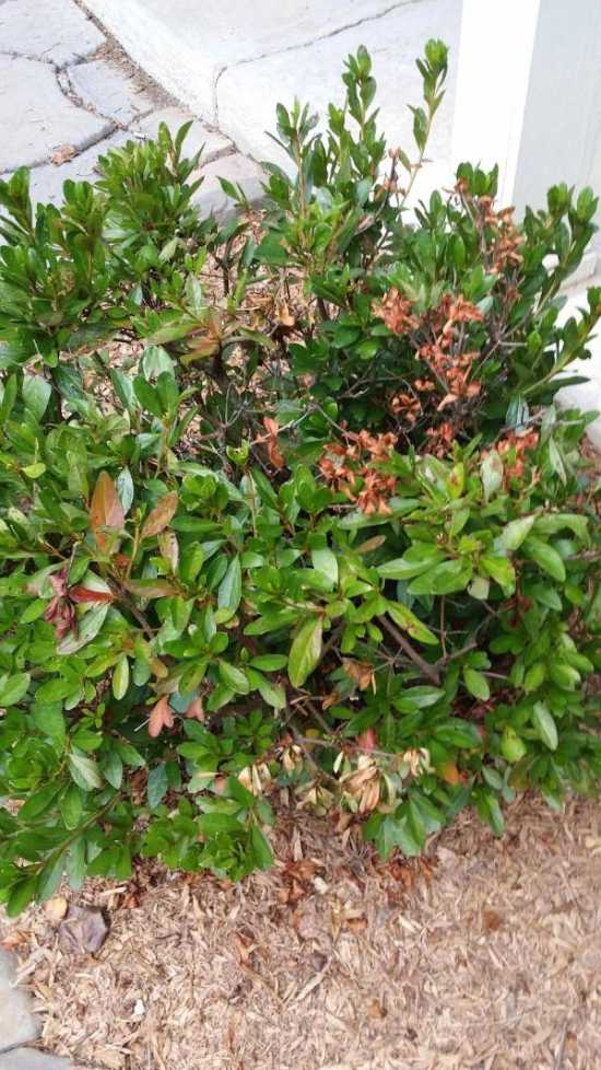 Why Are My Azaleas Dying