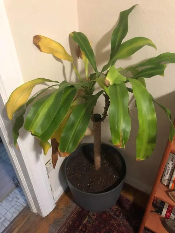 Why Is My Corn Plant Turning Yellow