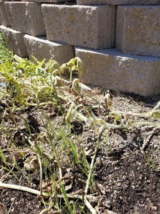 Why Is My Watermelon Vine Dying