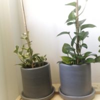 How to Get a Pothos to Trail 1