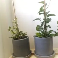 How to Get a Pothos to Trail 1