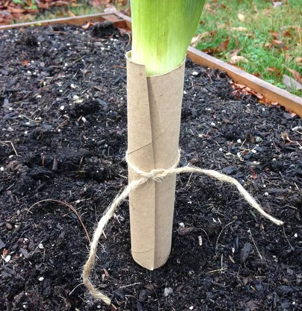 How to Grow Leeks in Toilet Rolls