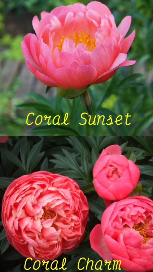 Coral Charm Vs Coral Sunset Peony