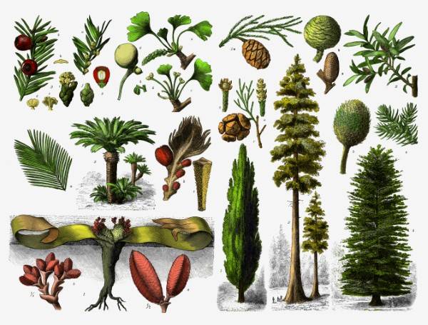 Do Gymnosperms Need Water For Fertilization