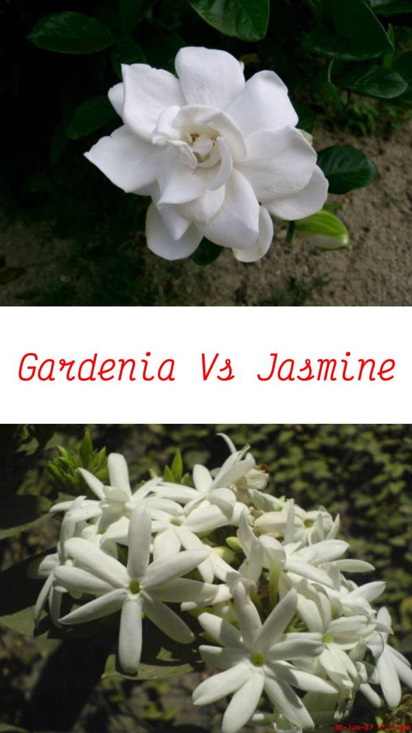 Gardenia Vs Jasmine