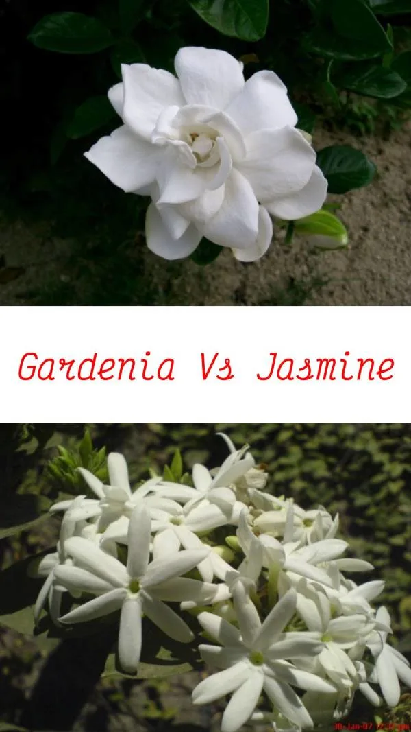 Gardenia Vs Jasmine