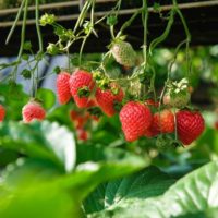 Growing Strawberries in Old Rain Gutters 2