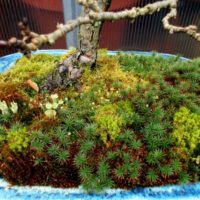 How To Grow Moss On Bonsai 2