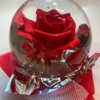 How to Care for Rose in Water Globe