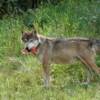 How to Get Rid of Coyote Den