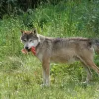 How to Get Rid of Coyote Den