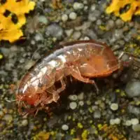 How to Get Rid of Lawn Shrimp