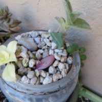 How to Propagate Succulents in Winter
