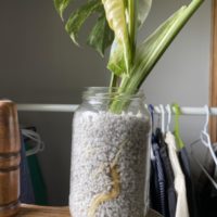 How to Propagate in Perlite 1