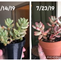 How to Stress Succulents