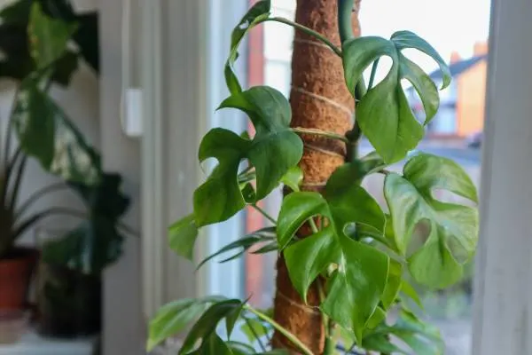 Mini Monstera Rhaphidophora tetrasperma Houseplant on a Moss Pole. How to stake a monstera