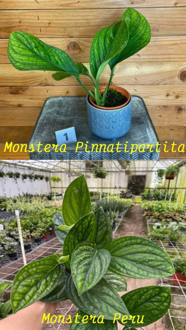 Monstera Pinnatipartita vs Monstera Peru
