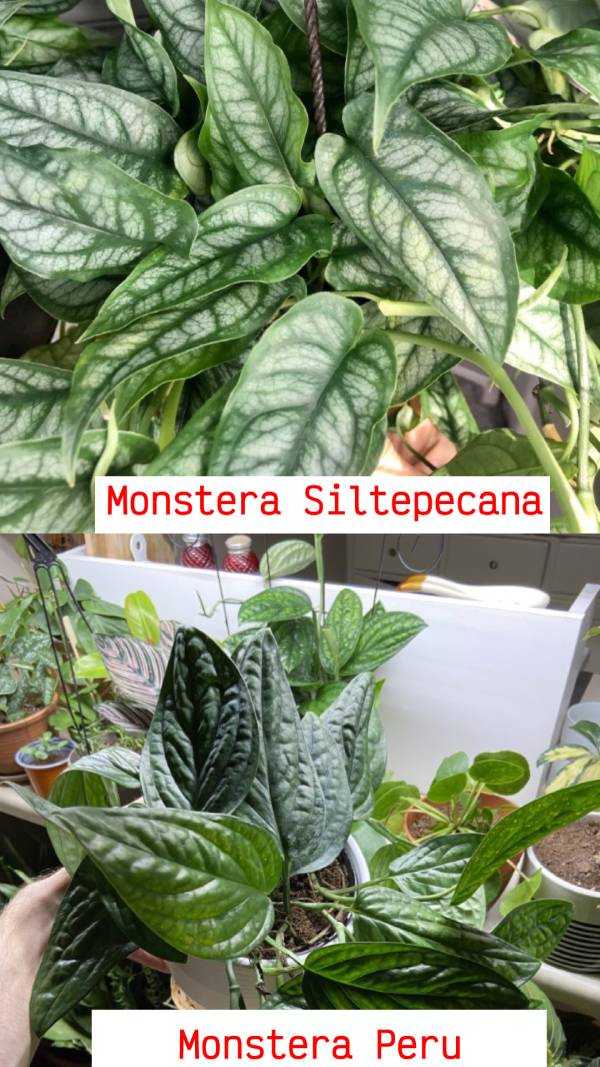 Monstera Siltepecana vs Monstera Peru